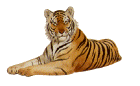 reclining tiger facing left