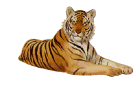 tiger13.gif (5419 bytes)